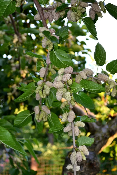 Schöne Beeren Abstrakten Hintergrund Der Natur Weiße Maulbeere Morus Sommerlandschaft — Stockfoto