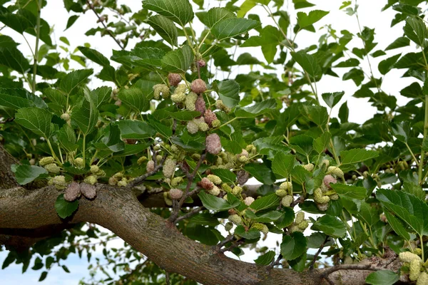 Morus Mooie Bessen Abstracte Achtergrond Van Natuur Witte Moerbei Zomer — Stockfoto