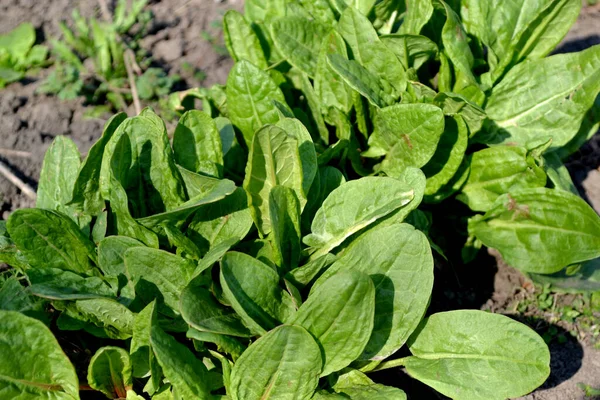 Belo Fundo Abstrato Ervas Natureza Sorrel Rumex Erva Perene Paisagem — Fotografia de Stock