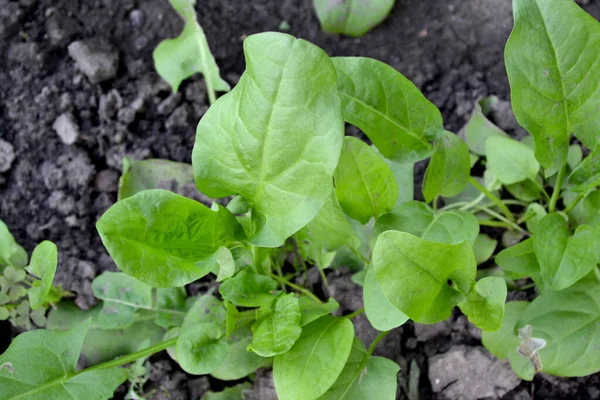 Doğanın Güzel Bitkisel Soyut Arka Planı Sorrel Rumex Daimi Bitki — Stok fotoğraf