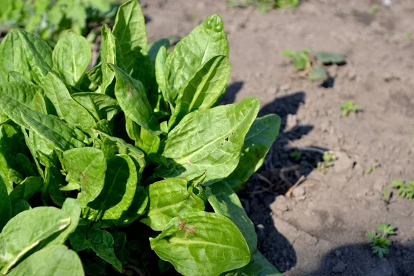 Sorrel Rumex Belo Fundo Natureza Perene Tempero Culinária Popular — Fotografia de Stock