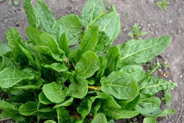 Förlåt Flerårig Ört Vackra Växtbaserade Abstrakt Bakgrund Naturen Rumpex Populär — Stockfoto