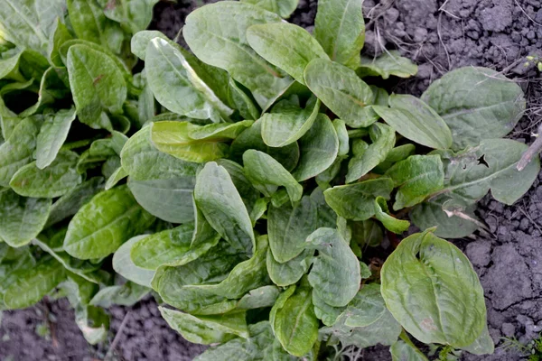 Sorrel Doğanın Güzel Bitkisel Soyut Arka Planı Rumex Ebedi Şifalı — Stok fotoğraf