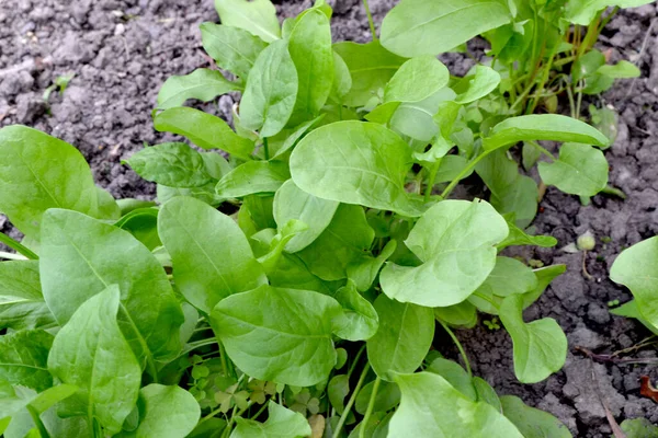 Sorrel Belo Fundo Abstrato Ervas Natureza Rumex Erva Perene Paisagem — Fotografia de Stock