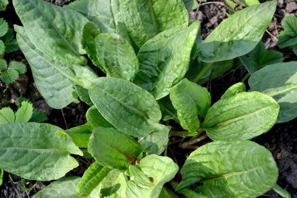 Erva Perene Sorrel Rumex Belo Fundo Ervas Natureza Tempero Culinária — Fotografia de Stock