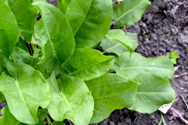 Rumex Erba Perenne Scusi Bella Base Erbe Sfondo Astratto Della — Foto Stock