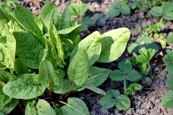 Bella Base Erbe Sfondo Astratto Della Natura Scusi Rumex Erba — Foto Stock