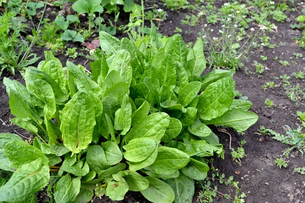 Sorrel Krásné Bylinné Abstraktní Pozadí Přírody Rumex Trvalá Bylina Jarní — Stock fotografie