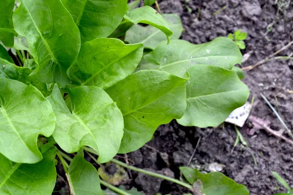 Rumex Perenn Ört Förlåt Vackra Växtbaserade Abstrakt Bakgrund Naturen Vårlandskap — Stockfoto