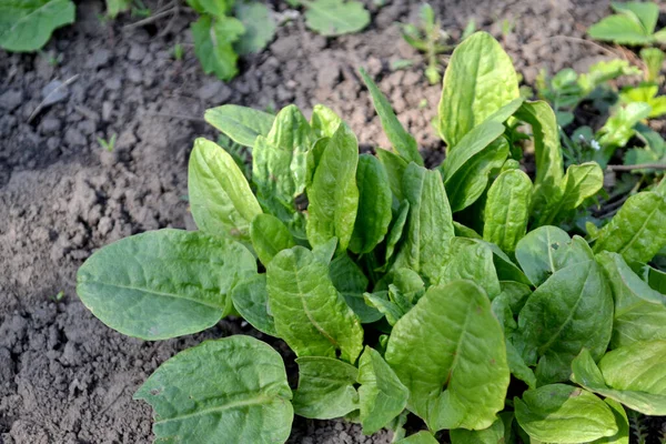 Belo Fundo Abstrato Ervas Natureza Sorrel Rumex Tempero Culinária Popular — Fotografia de Stock