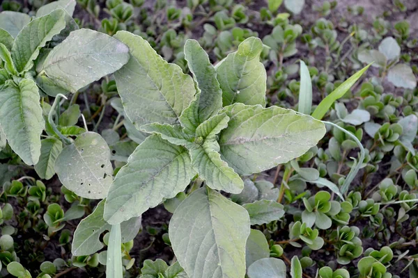 Éves Lágyszárú Növény Amaranth Ban Amaranthus Retroflexus Gyönyörű Növényi Elvont — Stock Fotó