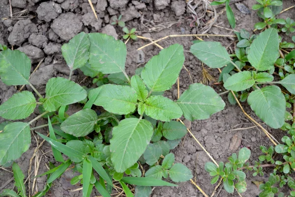 Amaranth Ban Amaranthus Retroflexus Gyönyörű Növényi Elvont Háttér Természet Éves — Stock Fotó