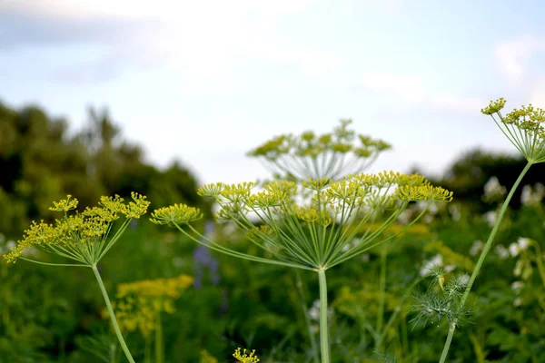 Dill Anethum Graveolens Beautiful Herbal Abstract Background Nature Spring Landscape Royalty Free Stock Images