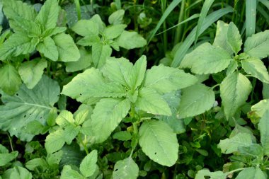 Amaranth. Amaranthus retroflexus. Doğanın güzel bitkisel soyut arka planı. Yıllık otçul bitki. Bahar manzarası. Güzel çimen bitkisi. Ev, tarla