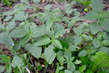 Amaranth. Amaranthus retroflexus. Yıllık otçul bitki. Doğanın güzel bitkisel soyut arka planı. Bahar manzarası