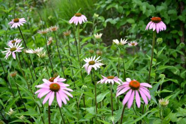 Ev bahçesi. Ekinezya çiçeği. Ekinezya purpurea. Asteraceae ailesinin daimi çiçekli bitkisi. Doğanın güzel çiçek arkaplanı