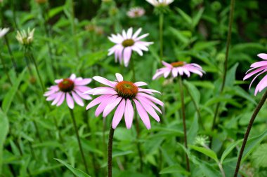 Ev bahçesi. Ekinezya çiçeği. Ekinezya purpurea. Asteraceae ailesinin daimi çiçekli bitkisi. Doğanın güzel, soyut arka planı