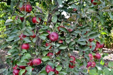 Elma ağacı. Malus. Doğanın güzel meyve soyut arka planı. Elma meyvesi Yaz manzarası. Lezzetli tatlı meyve, favori bir ikram. Kırmızı meyve. Yaz çiçekliği, bahçe.