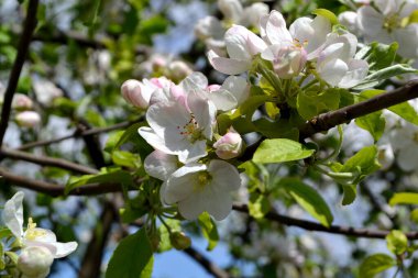 Malus. Elma ağacı. Doğanın güzel bahar arkaplanı. Ağaç dalında bahar beyaz çiçekleri. Çiçek açmış elma ağacı