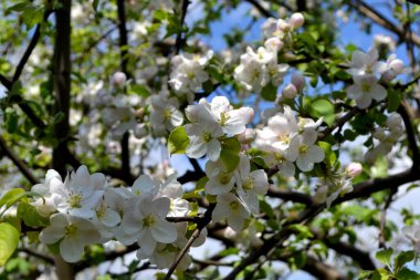 Malus. Elma ağacı. Doğanın güzel çiçekli ve soyut arka planı. Ağaç dalında bahar beyaz çiçekleri. Çiçek açmış elma ağacı. Bahar, beyaz çiçekler
