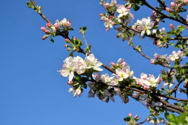 Doğanın güzel çiçekli ve soyut arka planı. Elma ağacı. Malus. Ağaç dalında bahar pembe çiçekleri. Elma