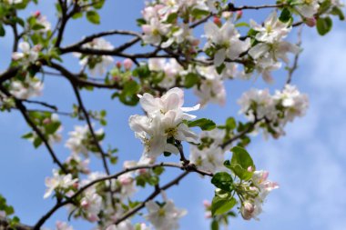 Elma ağacı. Doğanın güzel çiçekli ve soyut arka planı. Malus. Bahar beyaz çiçekleri