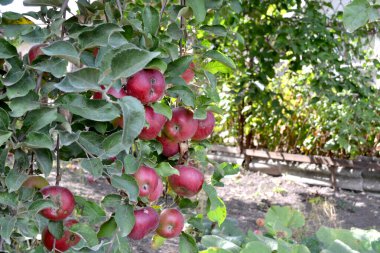 Apple tree. Malus. Beautiful fruit abstract background of nature. Apple fruit. Summer landscape. Juicy sweet fruit, a favorite treat. Red fruit. Summer bed
