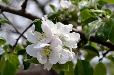 Apple tree. Beautiful floral spring abstract background of nature. Malus. Spring white flowers on a tree branch. Apple tree
