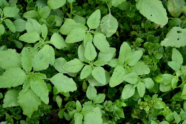 Amaranth Amaranthus Retroflexus Piękne Ziołowe Abstrakcyjne Tło Natury Roczna Roślina — Zdjęcie stockowe