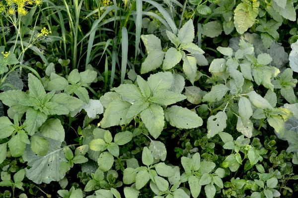 Amaranth Amaranthus Retroflexus Roczna Roślina Zielna Piękne Ziołowe Abstrakcyjne Tło — Zdjęcie stockowe