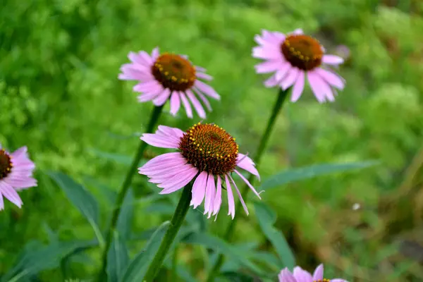 Letni Krajobraz Kwiat Jeżówki Echinacea Purpurea Wieloletnia Roślina Kwitnąca Rodziny — Zdjęcie stockowe