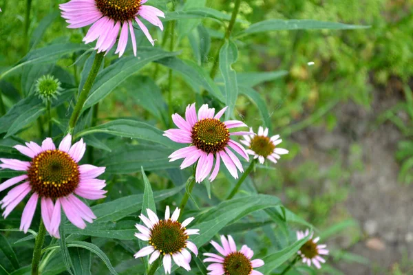 Letni Krajobraz Kwiat Jeżówki Echinacea Purpurea Wieloletnia Roślina Kwitnąca Rodziny — Zdjęcie stockowe