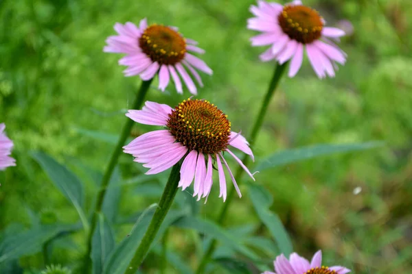 Letní Krajina Echinacea Květina Echinacea Purpurea Trvalá Kvetoucí Rostlina Čeledi — Stock fotografie