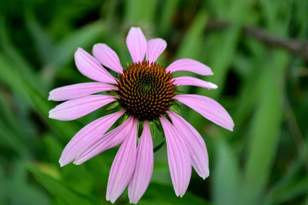 Home garden. Echinacea flower. Echinacea purpurea. Perennial flowering plant of the Asteraceae family. Beautiful flower abstract background of nature. Summer landscape. Floriculture, home flower bed