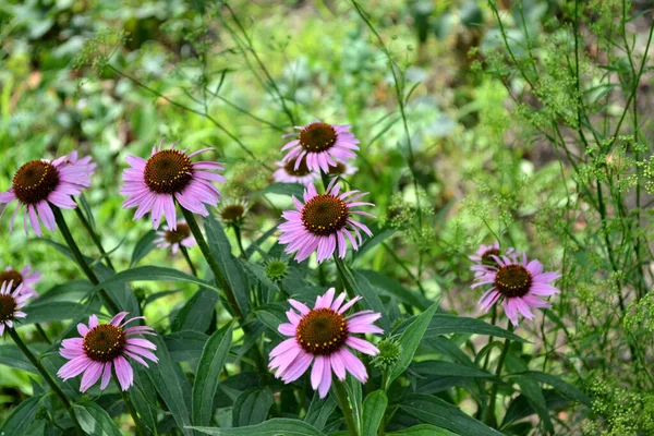 Echinacea Květina Echinacea Purpurea Trvalá Kvetoucí Rostlina Čeledi Asteraceae Krásná — Stock fotografie