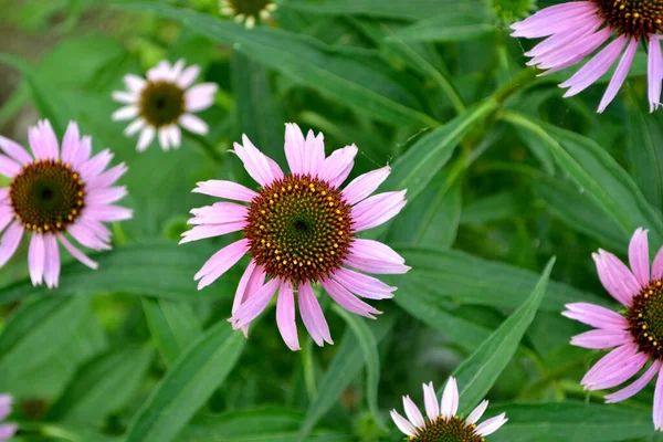 Letní Krajina Echinacea Květina Echinacea Purpurea Trvalá Kvetoucí Rostlina Čeledi — Stock fotografie