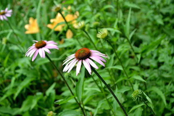 Summer Landscape Echinacea Flower Echinacea Purpurea Perennial Flowering Plant Asteraceae —  Fotos de Stock