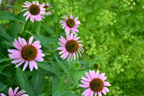 Letni Krajobraz Kwiat Jeżówki Echinacea Purpurea Wieloletnia Roślina Kwitnąca Rodziny — Zdjęcie stockowe