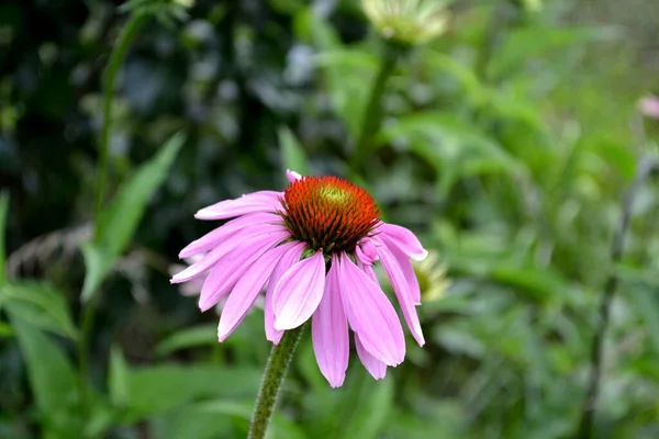 Domácí Zahrada Echinacea Květina Echinacea Purpurea Trvalá Kvetoucí Rostlina Čeledi — Stock fotografie