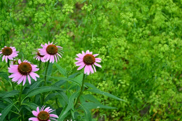 Echinacea Echinacea Purpurea Asteraceae 식물의 영구적 아름다운 자연의 추상적 배경입니다 — 스톡 사진