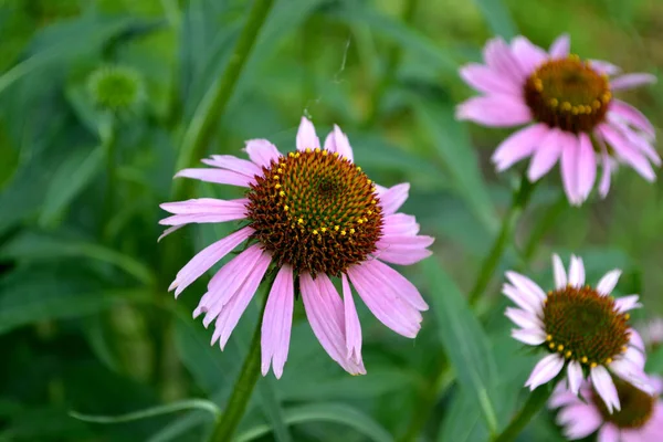 Echinacea Květina Echinacea Purpurea Trvalá Kvetoucí Rostlina Čeledi Asteraceae Krásné — Stock fotografie