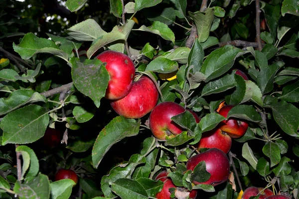 マルス リンゴの木 自然の美しい果物の抽象的な背景 リンゴの実 夏の風景 ジューシーな甘い果物 好きな御馳走 赤い果実 夏の花壇 — ストック写真