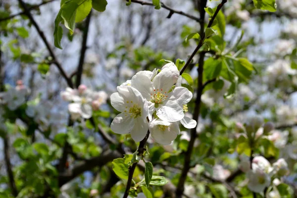 Met Malus Appelboom Prachtige Bloemen Voorjaar Abstracte Achtergrond Van Natuur — Stockfoto