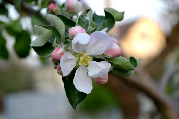 Malus Jabłoń Piękny Kwiatowy Wiosna Abstrakcyjny Tło Przyroda Wiosna Różowe — Zdjęcie stockowe