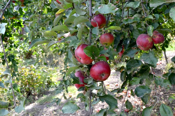 Almásfa Malus Vagyok Gyönyörű Gyümölcs Elvont Háttér Természet Almás Gyümölcs — Stock Fotó