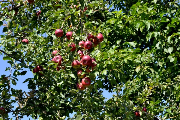 Apple Tree Beautiful Floral Spring Abstract Background Nature —  Fotos de Stock