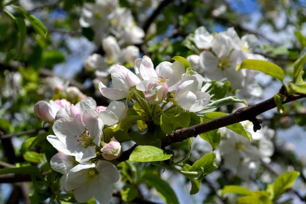 Met Malus Appelboom Prachtige Bloemen Voorjaar Abstracte Achtergrond Van Natuur — Stockfoto