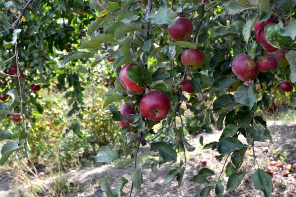 リンゴの木 マルス 自然の美しい果物の抽象的な背景 リンゴの実 夏の風景 ジューシーな果物 赤い果実 — ストック写真