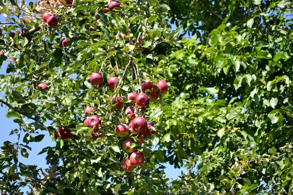 Malus Apfelbaum Schöne Frucht Abstrakten Hintergrund Der Natur Apfelfrüchte Sommerlandschaft — Stockfoto