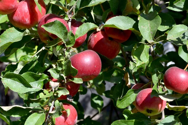 マルス リンゴの木 自然の美しい果物の抽象的な背景 リンゴの実 夏の風景 ジューシーな甘い果物 好きな御馳走 赤い果実 夏のベッド — ストック写真